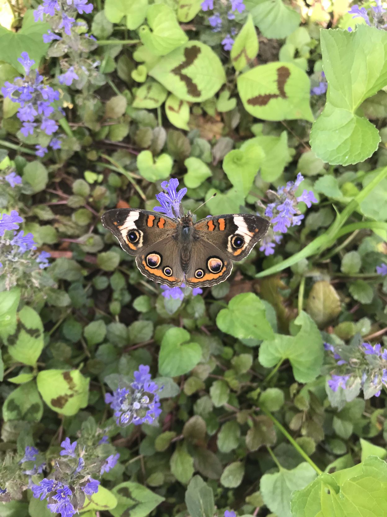 Butterfly house